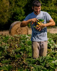 A farmer gathers fresh produce from a vegetable field in Saint-Sulpice-de-Guilleragues.