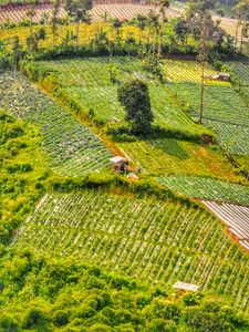 Vibrant aerial view of terraced farmland in Lembang, Indonesia, showcasing lush greenery and agricultural patterns.
